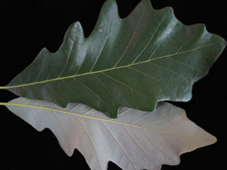 Leaves of Quercus bicolor