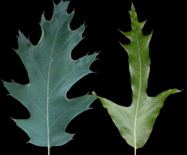 Leaves with sharp lobes, bristle tipped (Red Oaks)