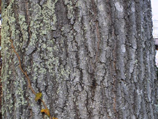 Bark of Quercus coccinea