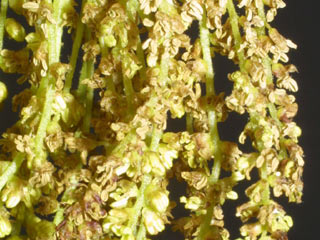 Flowers of Quercus coccinea