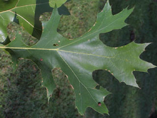 Leaf of Quercus coccinea