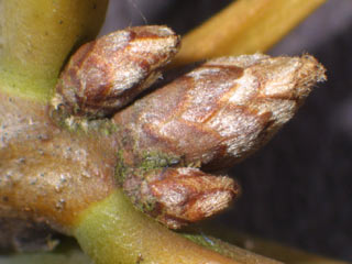 Twig of Quercus coccinea