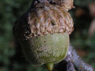 Acorn of Quercus falcata
