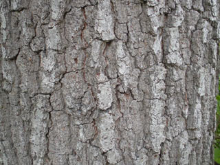 Bark of Quercus falcata