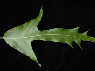 Leaf of Quercus falcata