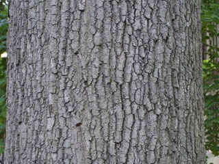 Bark of Quercus imbricaria