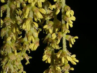 Flowers of Quercus imbricaria