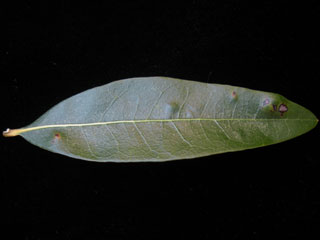 Leaf of Quercus imbricaria