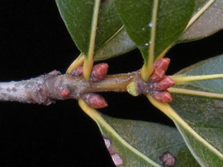 Twig of Quercus imbricaria
