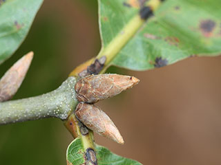 Terminal buds of Quercus laevis