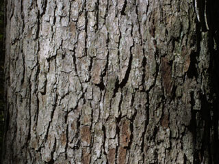 Bark of Quercus lyrata