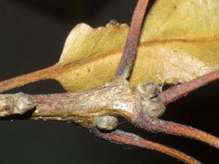 Twig of Quercus lyrata