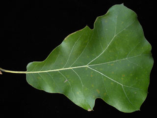 Leaf of Quercus marilandica