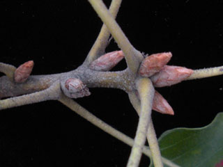Twig of Quercus marilandica