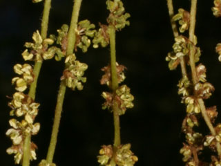 Flowers of Quercus michauxii