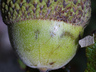 Acorn of Quercus michauxii