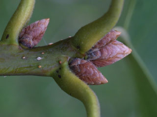Twig of Quercus michauxii