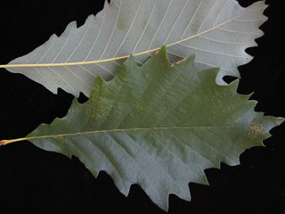 Leaves of Quercus michauxii