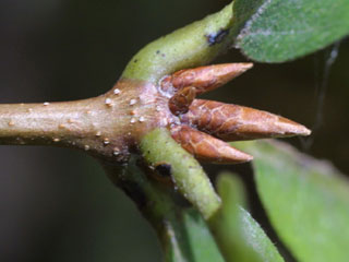 Twig of Quercus montana