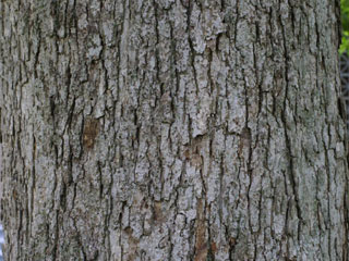 Bark of Quercus muehlenbergii