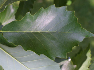 Leaves of Quercus muehlenbergii