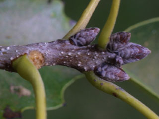 Twig of Quercus muehlenbergii