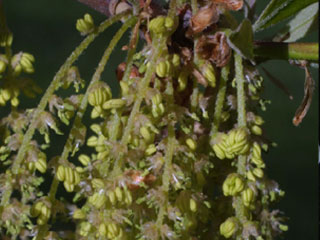 Flowers of Quercus nigra