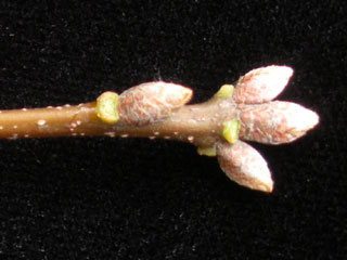 Twig of Quercus nigra