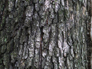 Bark of Quercus pagoda