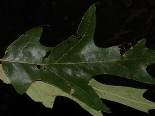Leaves of Quercus pagoda