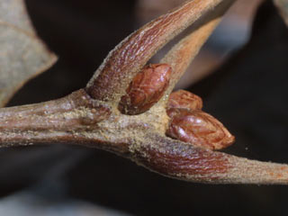 Twig of Quercus pagoda