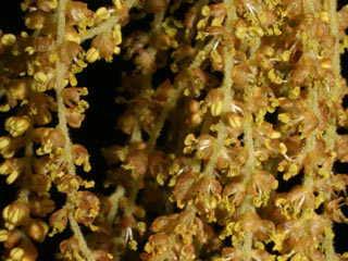 Flowers of Quercus palustris