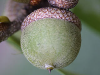 Acorns of Quercus palustris