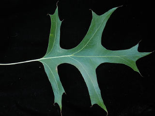 Leaf of Quercus palustris