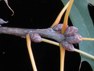 Twig of Quercus palustris