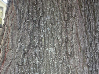 Bark of Quercus phellos