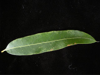 Leaf of Quercus phellos