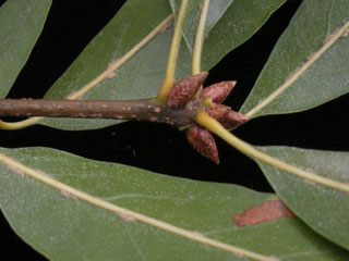 Twig of Quercus phellos