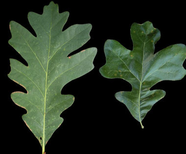 Leaves with shallow, even crenations or teeth (Chestnut Oaks)