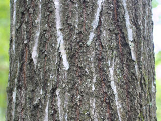 Bark of Quercus rubra