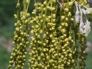 Flowers of Quercus rubra