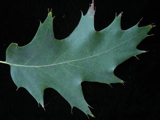 Leaf of Quercus rubra