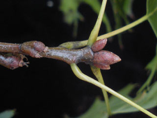 Twig of Quercus rubra