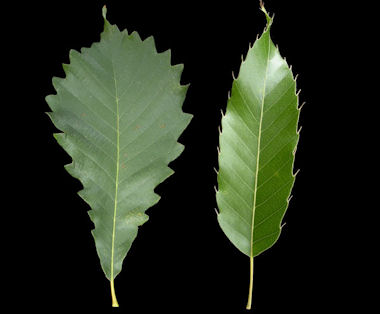 Leaves with shallow, even crenations or teeth (Chestnut Oaks)