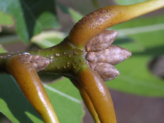 Twig of Quercus shumardii