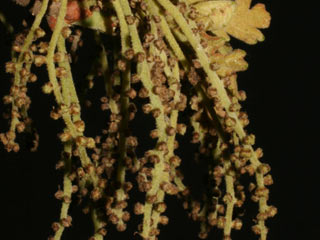Flowers of Quercus stellata
