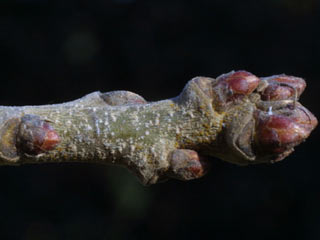 Twig of Quercus stellata