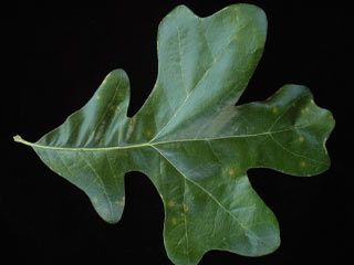 Leaf of Quercus stellata