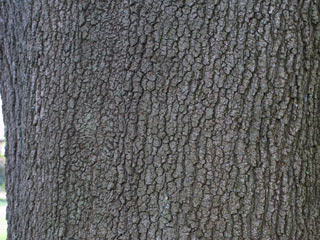 Bark of Quercus velutina
