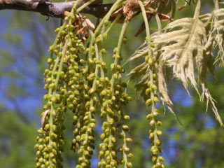 Flowers of Quercus velutina
